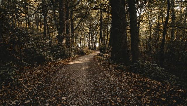Sunlit winding path through golden autumn canopy, tranquil forest trail with leaves