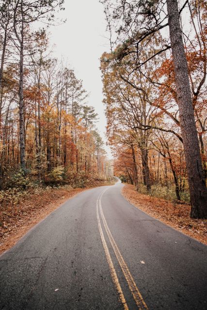 This serene image showcases a winding road through a forest with leaves in various shades of autumn colors. Ideal for use in travel brochures, seasonal promotions, and nature-themed website backgrounds.