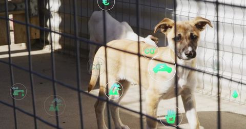Inquisitive Puppy in Shelter Highlighting Eco-Friendly Conservation