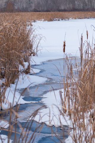 Winter marsh with winding frozen creek and golden cattails along snowy reeds