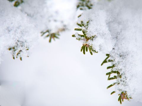 Evergreens Covered in Fresh Winter Snow
