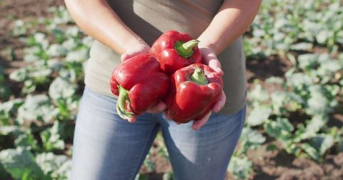 Hands holding fresh red bell peppers in organic farm field
