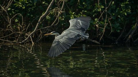 Graceful grey heron gliding over calm river waters