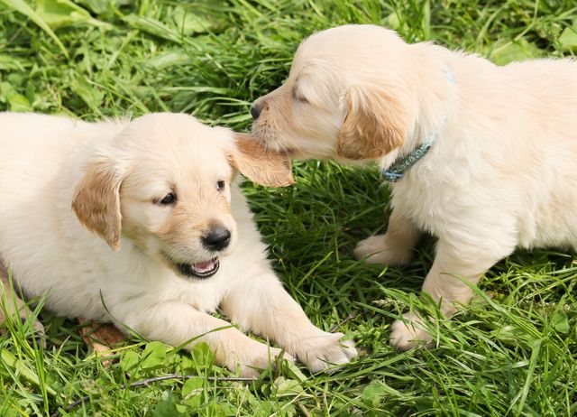 This image shows two golden retriever puppies playing in a green grassy area. One puppy is lying down while the other leans in, appearing to nibble on its ear. Ideal for use in pet care promotions, veterinary advertising, or as part of a heartwarming blog post about pets.
