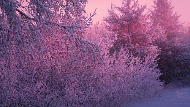 Sunrise Pink Hoarfrost Illuminating Frosted Branches and Evergreens in Winter Meadow