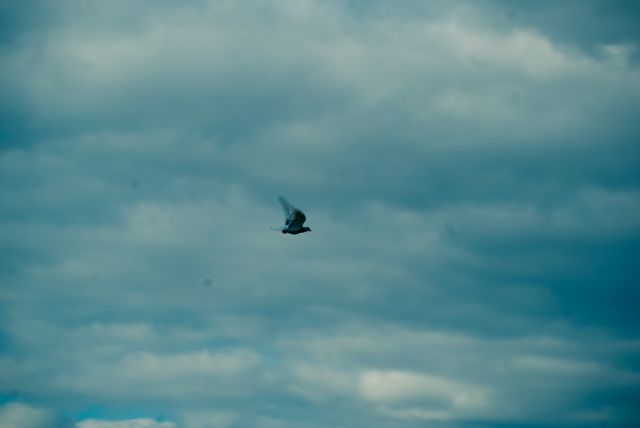 Lone Bird Soaring Through Cloudy Blue Sky - Download Free Stock Photos Pikwizard.com