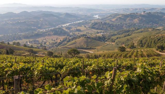 Sunlit vineyard rows stretching across rolling valley with river vista glowing in golden haze