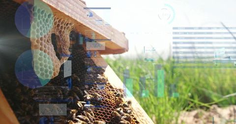 Eco-Data Fusion: Beehive and Metrics Integration in Sustainable Apiculture