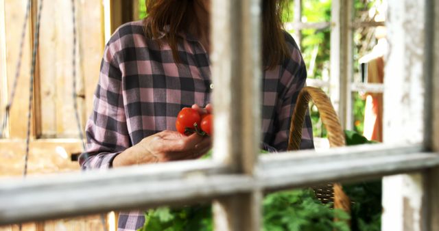 A woman wearing a plaid shirt holds ripe tomatoes and stands in a rustic garden setting. She is seen through old window panes, which adds a vintage look. The image can be used to depict farming, organic produce, rural lifestyle, gardening activities, and sustainable agriculture. Ideal for blogs, agricultural advertisements, farm websites, or organic food campaigns.
