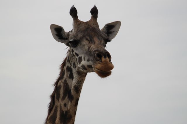 Giraffe staring directly at camera, showcasing details of face, patterns and long neck. Ideal for use in wildlife documentaries, educational materials, nature photography collections, and animal identification guides.