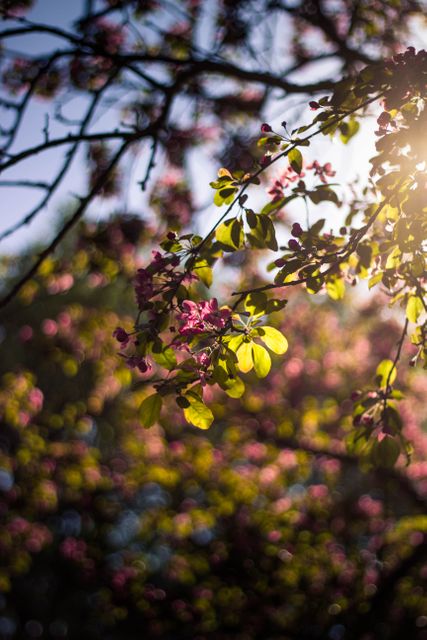 Sunlight filtering through blossoming tree branches with pink flowers, highlighting the vibrant colors of nature. Ideal for seasonal themes, greeting cards, nature articles, and as a decorative background.