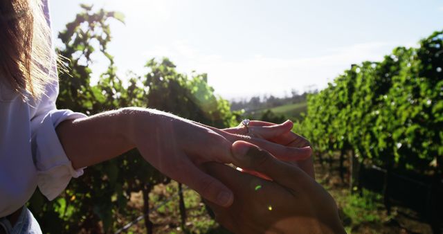 Romantic Marriage Proposal in Vineyard - Download Free Stock Images Pikwizard.com