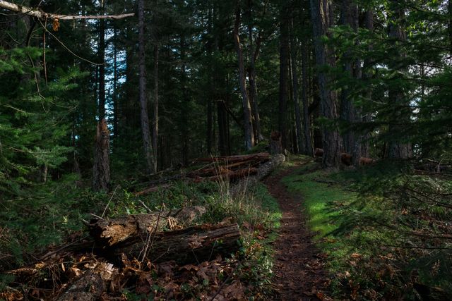 Serene forest path with fallen trees in lush nature - Download Free Stock Photos Pikwizard.com