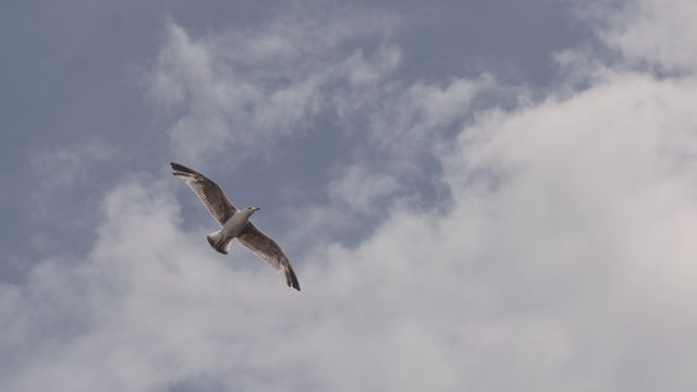 Seagull gliding through a cloudy blue sky. Ideal for nature, wildlife, and freedom concepts. Can be used for travel websites, inspirational content, and environmental awareness.