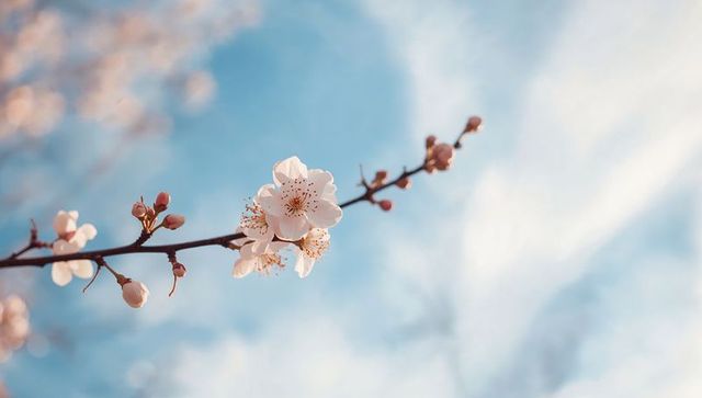 Delicate cherry blossom branch blooming against soft blue sky with pastel bokeh