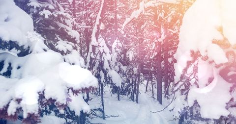 Magical Winter Forest with Sunlight Glows - Download Free Stock Images Pikwizard.com