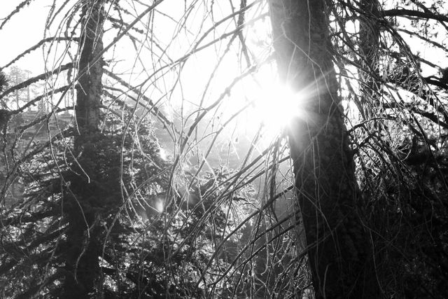 Sunlight beams are filtering through dense forest trees, casting interesting shadows and highlights in a black and white setting. Ideal for nature-themed projects, backgrounds, wallpapers, or illustrating concepts of natural beauty, serenity, and wilderness.