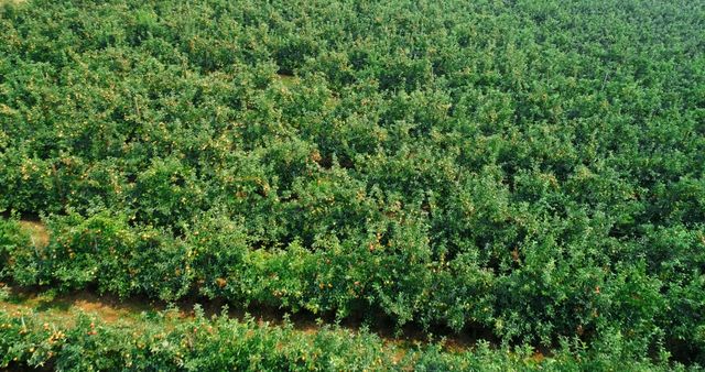 Aerial View of Lush Green Orchard with Fruit Trees - Download Free Stock Images Pikwizard.com