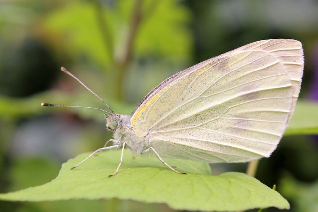 Close-up of white butterfly resting on a green leaf in a lush garden. Perfect for use in nature documentaries, educational materials on insects, garden and outdoor-related ads, and posters related to natural beauty and wildlife.