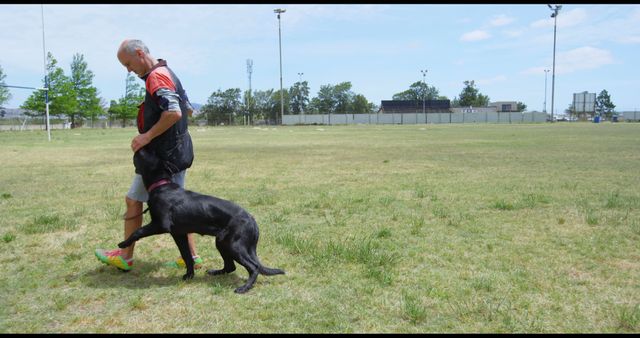 Senior man training black Labrador Retriever in grassy field park. Man engaging in dog training outdoors, emphasizing obedience and companionship. Suitable for use in topics related to active lifestyle, pet ownership, outdoor activities, dog training, and eldery engagement.