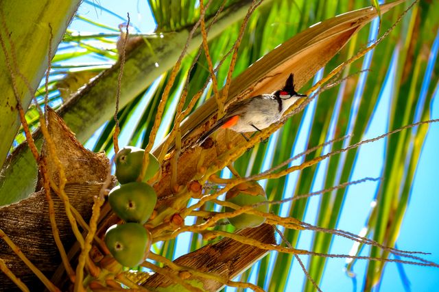 Red-whiskered Bulbul Perched on Palm Tree in Tropical Environment - Download Free Stock Photos Pikwizard.com