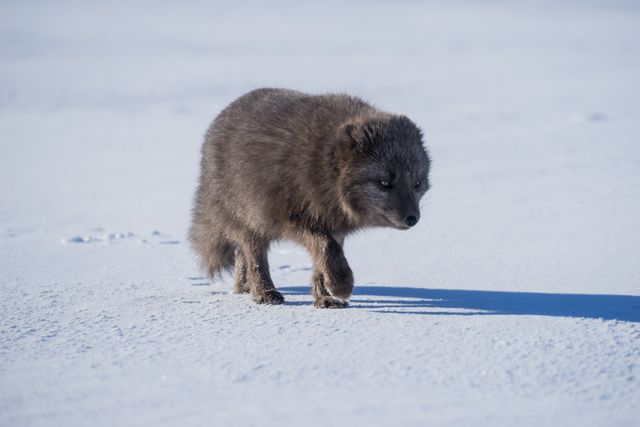 Arctic fox walking across snowy terrain in winter. The fur is thick and well-adapted for cold climate. Useful for content related to wildlife conservation, Arctic regions, nature documentaries, and educational materials about animal adaptations in extreme environments.