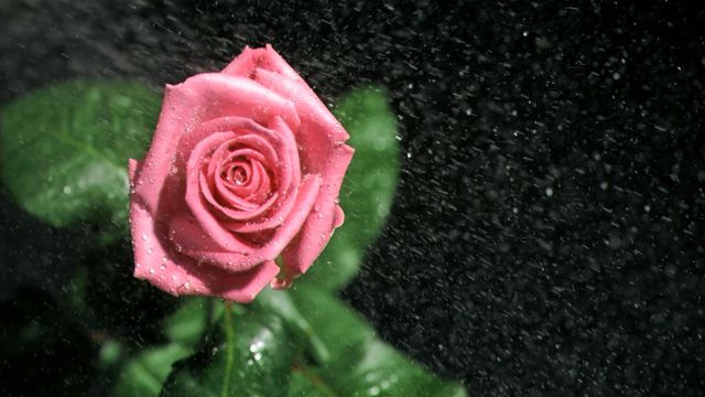 Close-up of a vibrant pink rose as water droplets gently fall on it, set against a black background. The slow-motion capture emphasizes the delicacy and beauty of the flower, making it ideal for themes about nature, freshness, and beauty. Perfect for gardeners, florists, and environmental campaigns.