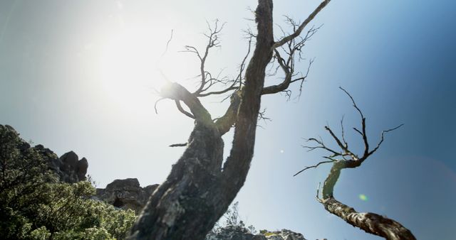 Sunlight filters through a barren tree in a natural outdoor setting. The image captures the stark contrast between life and desolation in nature.