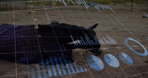 Lying dark-coated bull wearing plaid blanket and strap, blue data overlay in corral