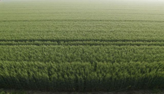 Expansive green cereal field stretching to pale horizon showing parallel tramlines and rows