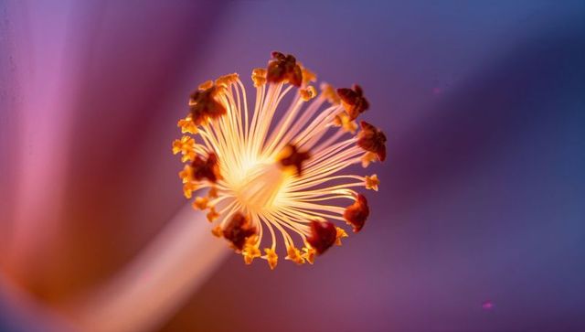 Glowing flower stamen macro, radiant pistil and pollen on soft pastel bokeh background