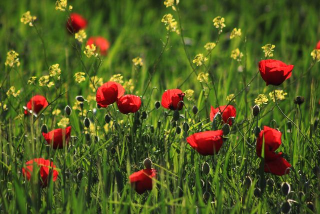 Vibrant Red Poppies Blooming in Lush Green Meadow - Download Free Stock Photos Pikwizard.com