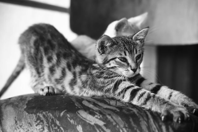 This image shows a cute kitten stretching on a sofa in black and white. The kitten looks calm and relaxed, adding a sense of tranquility to the scene. Suitable for pet care websites, animal behavior articles, and home decor publications, as well as to illustrate calmness and relaxation in blog posts.