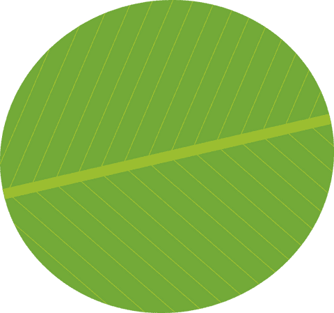 stylized green leaf with diagonal midrib on transparent background - Download Free Stock Videos Pikwizard.com