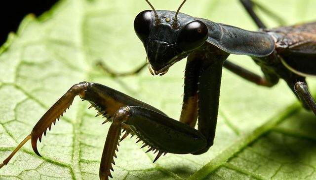 Perched praying mantis holding raptorial forelegs closeup on leaf showing detail macro