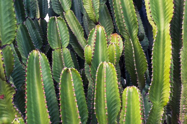 This vivid image of tall green cacti with spines is ideal for use in nature-related projects, botanical studies, landscaping designs, and articles on desert flora. Its bright green hues and sharp spines visually highlight the resilience and beauty of desert plants, making it perfect for adding a natural and slightly rugged element to various designs.