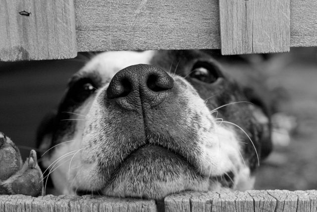 This charming photo features the nose of a curious dog peeking through a gap in a wooden fence. Captured in black and white, the image highlights the texture and details of the dog's nose and the weathered wooden boards. Perfect for use in content related to pet care, animal behavior, curiosity themes, and outdoor activities with pets. Also ideal for posters and social media engagement posts showcasing pets and their curious nature.