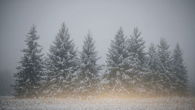 Row of Snow-Covered Fir Trees with Golden Mist and Falling Snowflakes