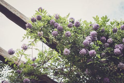 Lavender wisteria climbing rustic wooden pergola creating dreamy romantic garden canopy