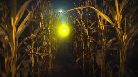 Mystic Orb Gliding Through Moonlit Cornfield