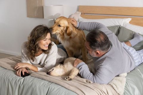 Couple cuddling with golden retrievers on cozy bed, sharing laughter and affection