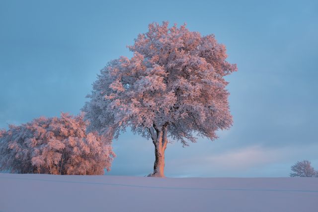 Solitary Snow-Covered Tree at Sunset in Winter Landscape - Download Free Stock Photos Pikwizard.com