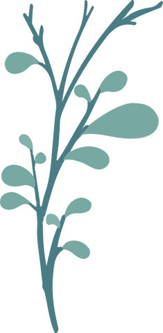 Minimalist Botanical Branch with Green Leaves on Transparent Background - Download Free Stock Videos Pikwizard.com