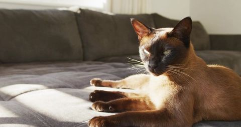 Siamese cat sunbathing on gray sofa