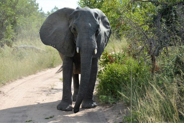 Majestic Elephant Walking on a Dirt Path in Nature - Download Free Stock Photos Pikwizard.com