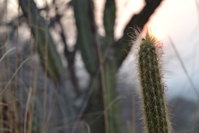 Close-up of cactus with sunlight enhancing its spines, in a desert landscape. Ideal for illustrating desert habitats, plant biology, and nature-based tranquility.