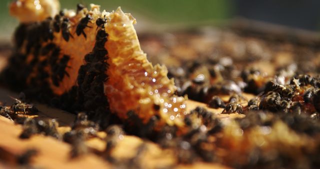 Busy Bees on Honeycomb in Hive - Download Free Stock Images Pikwizard.com