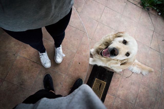 Golden Retriever Excitedly Waiting at Doorstep for Owner - Download Free Stock Photos Pikwizard.com