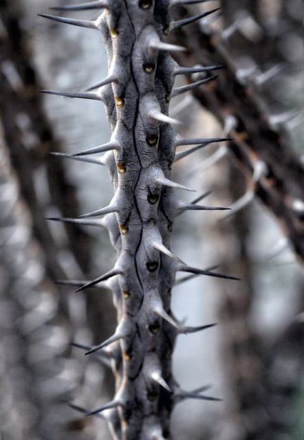 Close view of thorny tree bark highlighting sharp spines. Ideal for educational materials on nature and plant anatomy or marketing images emphasizing danger and toughness. Could be used for blog content on plant defenses, artistic projects, wallpapers, and more.
