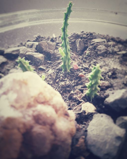 Close-up of Small Cactus in Pot with Rocks and Soil - Download Free Stock Images Pikwizard.com